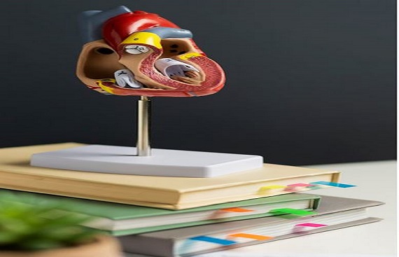 Melbourne scientists reveal potential new therapy for organ damage caused by high blood pressure